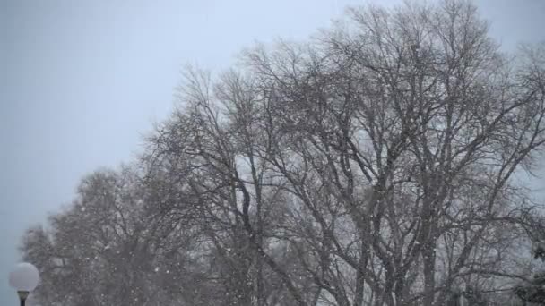 Neige Sur Fond Arbres Mouvement Lent — Video