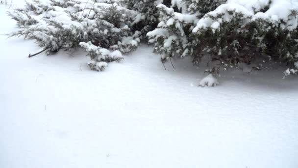 Schnee Vor Dem Hintergrund Von Bäumen Zeitlupe — Stockvideo