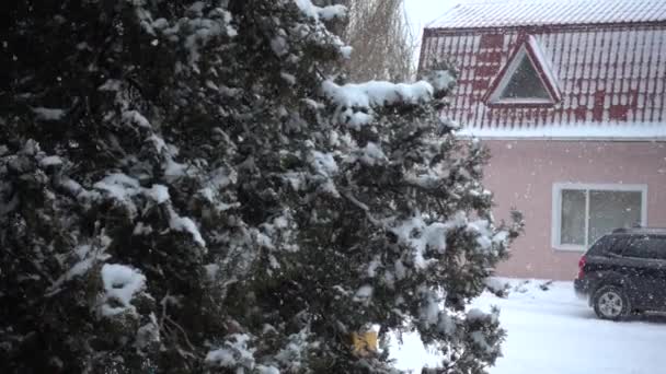 Sneeuw Tegen Achtergrond Van Bomen Langzame Beweging — Stockvideo