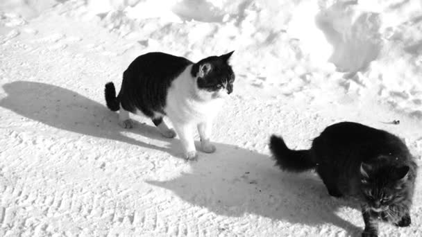 Gatos Nieve Disparos Invierno Disparos Invierno — Vídeo de stock