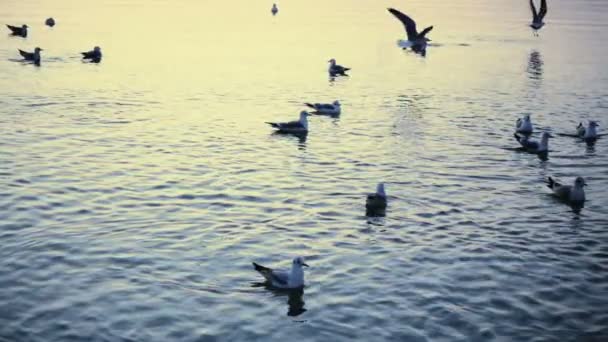 Seagulls Fly Sea Slow Motion 240 Fps Slow Motion — Stock Video