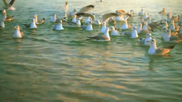 Möwen Fliegen Über Das Meer Zeitlupe 240 Fps Zeitlupe — Stockvideo