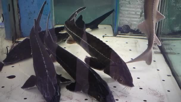 Süpermarkette Mersin Balığı Atış Talimi — Stok video