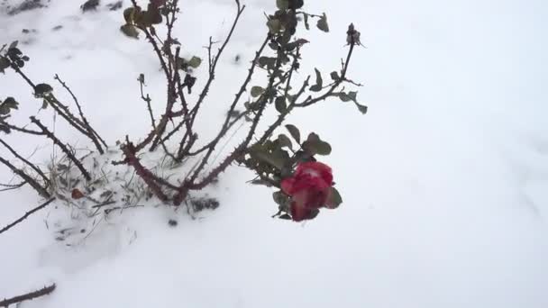 冬天的玫瑰在雪地的衬托下绽放 风和暴风雪 冬季枪击案 — 图库视频影像