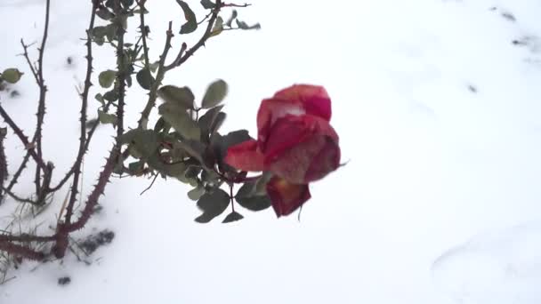 Rosa Invierno Sobre Fondo Nieve Viento Ventisca Disparos Invierno — Vídeos de Stock