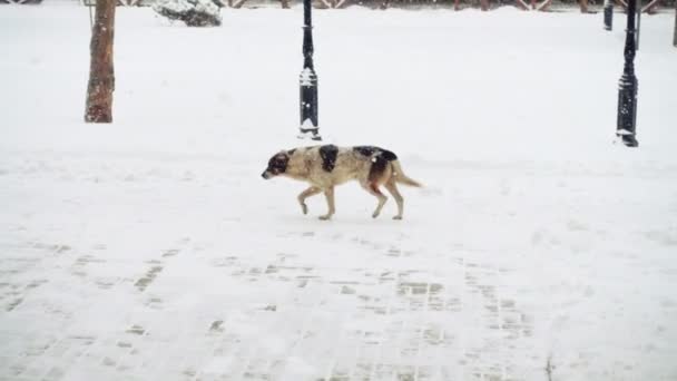 狗在白雪覆盖的街道上 慢动作 — 图库视频影像