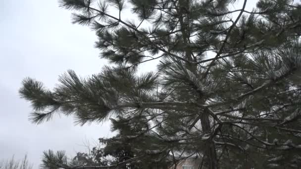 Fir Árvore Nevasca Movimento Lento Movimento Lento — Vídeo de Stock