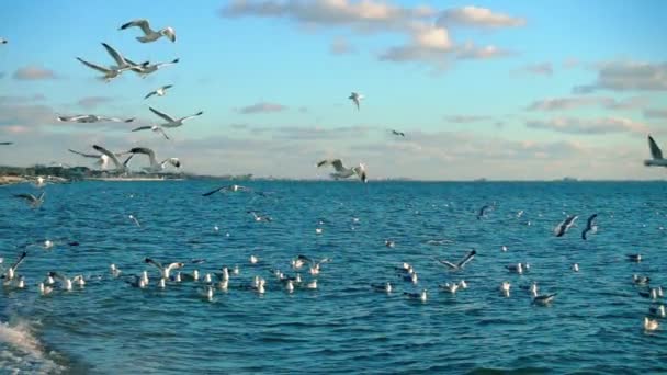 Gaivotas Céu Movimento Lento 240 Fps Movimento Lento — Vídeo de Stock