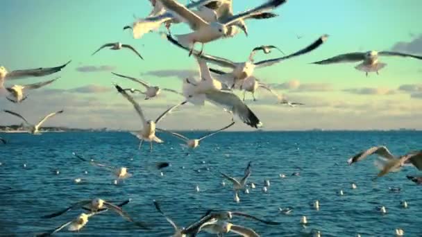 Fiskmåsar Himlen Slow Motion 240 Fps Långsamma Rörelser — Stockvideo