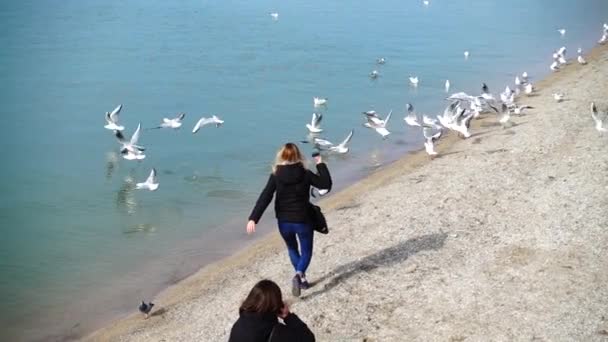 Okända Människor Stranden Matar Måsarna — Stockvideo