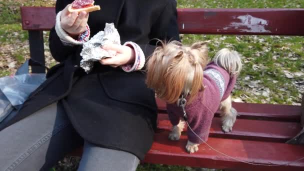 ヨークシャーのテリアを歩く 少女は公園でサンドイッチを食べる — ストック動画
