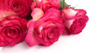 Beyaz arkaplanda kırmızı güller.