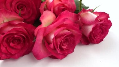 Beyaz arkaplanda kırmızı güller.