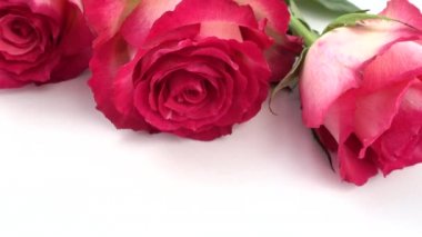 Beyaz arkaplanda kırmızı güller.