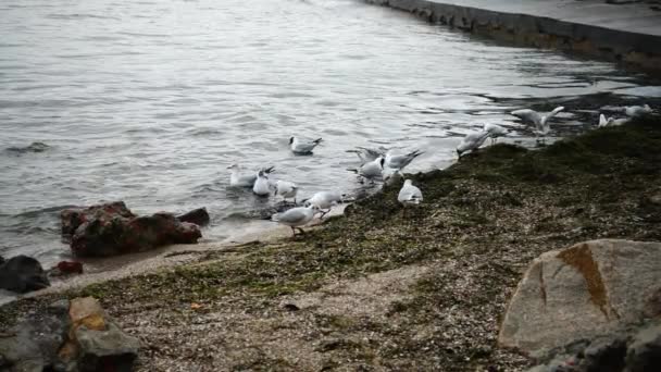 Γλάροι Στην Ακτή Αργή Κίνηση — Αρχείο Βίντεο