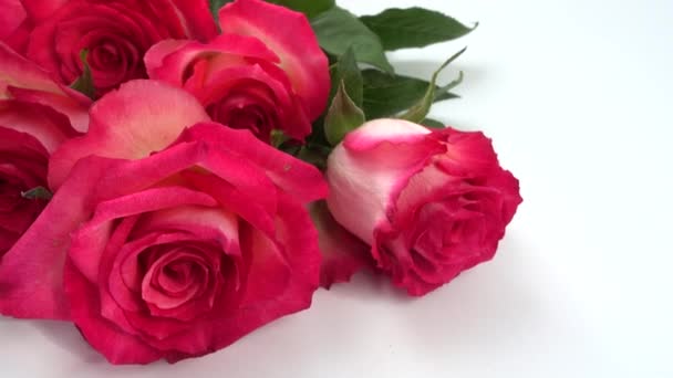 Rosas Rojas Sobre Fondo Blanco — Vídeos de Stock