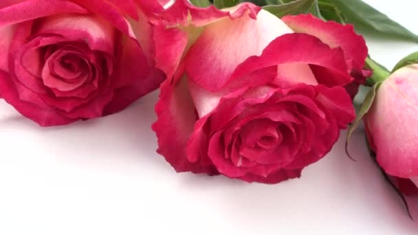 Rosas Rojas Sobre Fondo Blanco — Vídeos de Stock