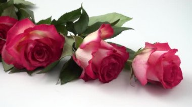 Beyaz arkaplanda kırmızı güller.