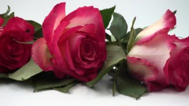 Beyaz arkaplanda kırmızı güller.