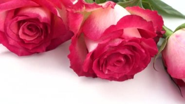 Beyaz arkaplanda kırmızı güller.