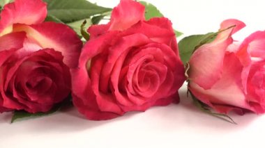 Beyaz arkaplanda kırmızı güller.