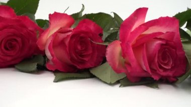 Beyaz arkaplanda kırmızı güller.