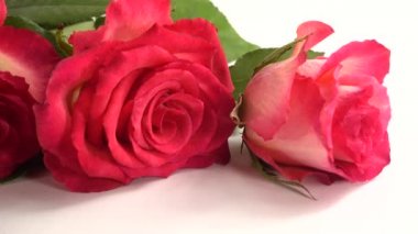 Beyaz arkaplanda kırmızı güller.