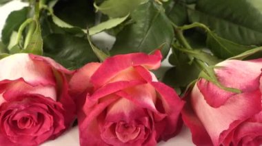 Beyaz arkaplanda kırmızı güller.