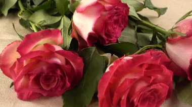 Kırmızı güllerin filizlenmesi.