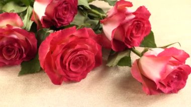 Kırmızı güllerin filizlenmesi.