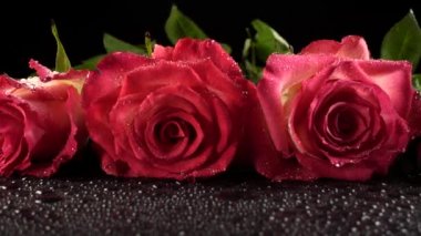 Siyah arka planda kırmızı güller.