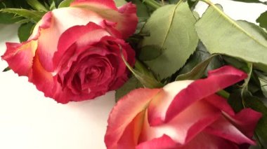 Beyaz arkaplanda kırmızı güller.