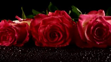 Siyah arka planda kırmızı güller.