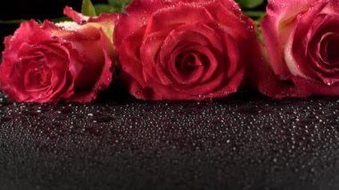 Siyah arka planda kırmızı güller.
