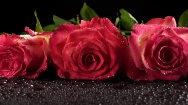 Siyah arka planda kırmızı güller.