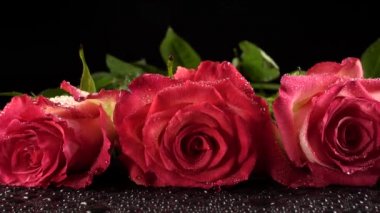 Siyah arka planda kırmızı güller.