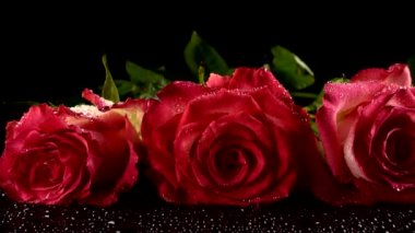 Siyah arka planda kırmızı güller.