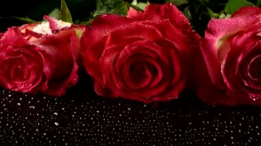Siyah arka planda kırmızı güller.