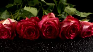 Siyah arka planda kırmızı güller.