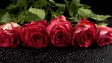 Siyah arka planda kırmızı güller.