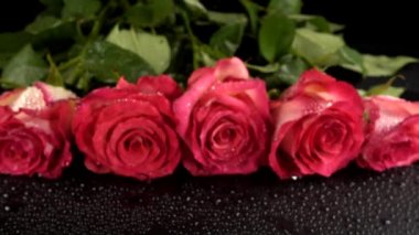 Siyah arka planda kırmızı güller.