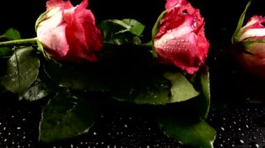 Siyah arka planda kırmızı güller.