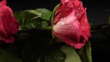 Siyah arka planda kırmızı güller.