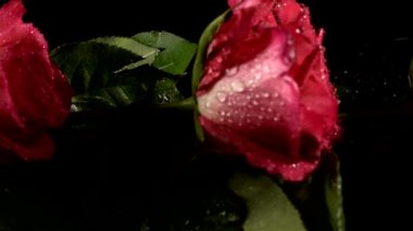 Siyah arka planda kırmızı güller.