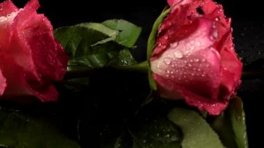 Siyah arka planda kırmızı güller.