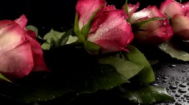 Siyah arka planda kırmızı güller.