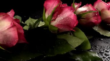 Siyah arka planda kırmızı güller.