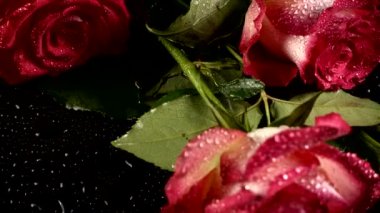 Siyah arka planda kırmızı güller.