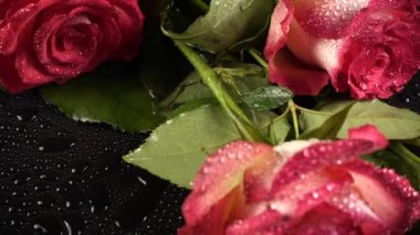 Siyah arka planda kırmızı güller.