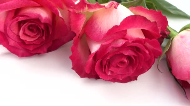 Rose Rosse Sfondo Bianco — Video Stock